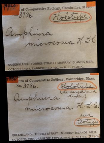 Media type: image;   Invertebrate Zoology OPH-3736 Description: Labels for this specimen included in the specimen tray.;  Aspect: labels